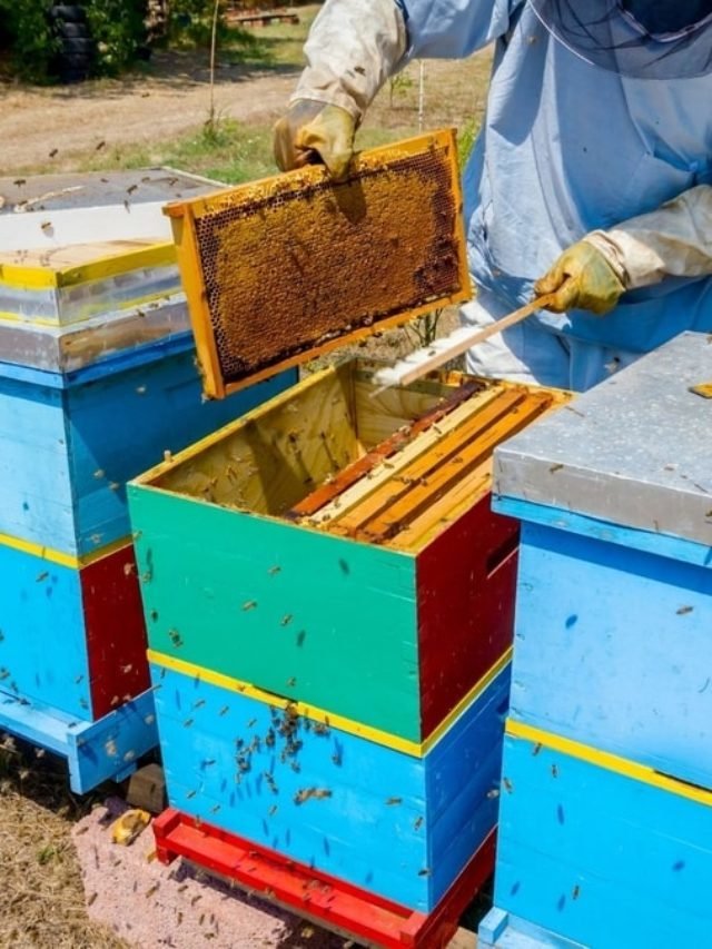 How To Ventilate A Beehive