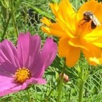 The Best Plants For Honey Production