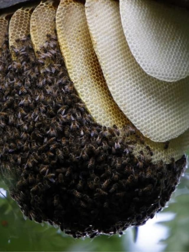 What Are Bees Nests Made Of?