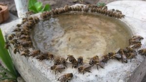 How To Provide Water For Honey Bees