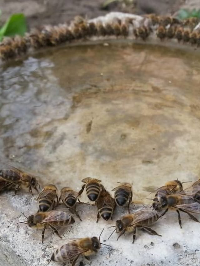 How To Provide Water For Honey Bees