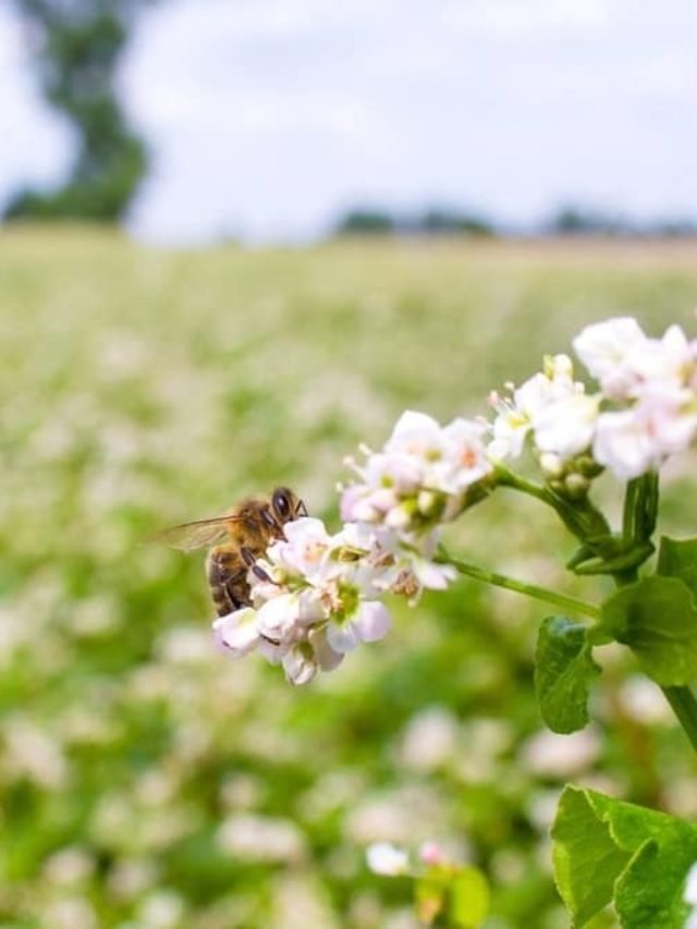 The Best Wildflowers For Honey Bees