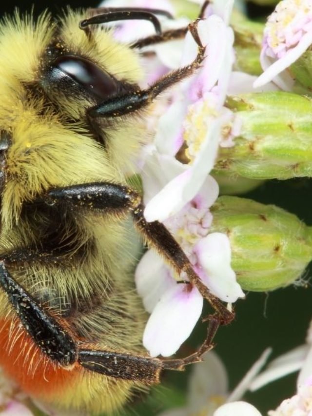 A Bee With An Orange Stripe