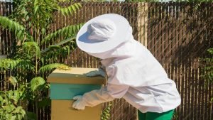 Bees and Your Neighbours and The Law