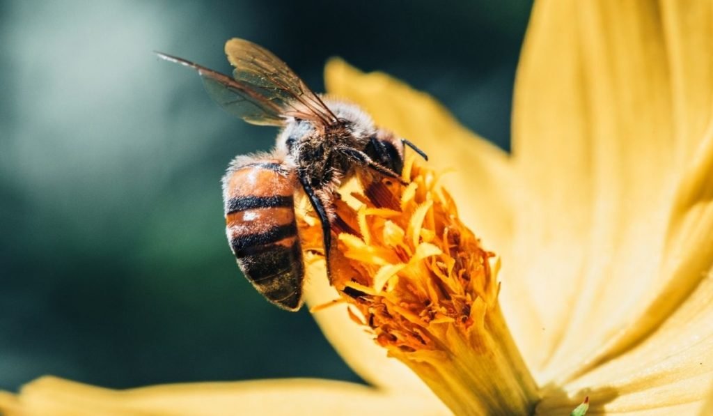 How Do Bees Get Pollen From Flowers