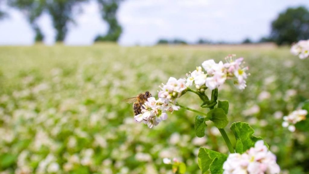 The Best Wildflowers For Honey Bees