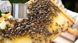 Varroa Mite Powdered Sugar Treatment