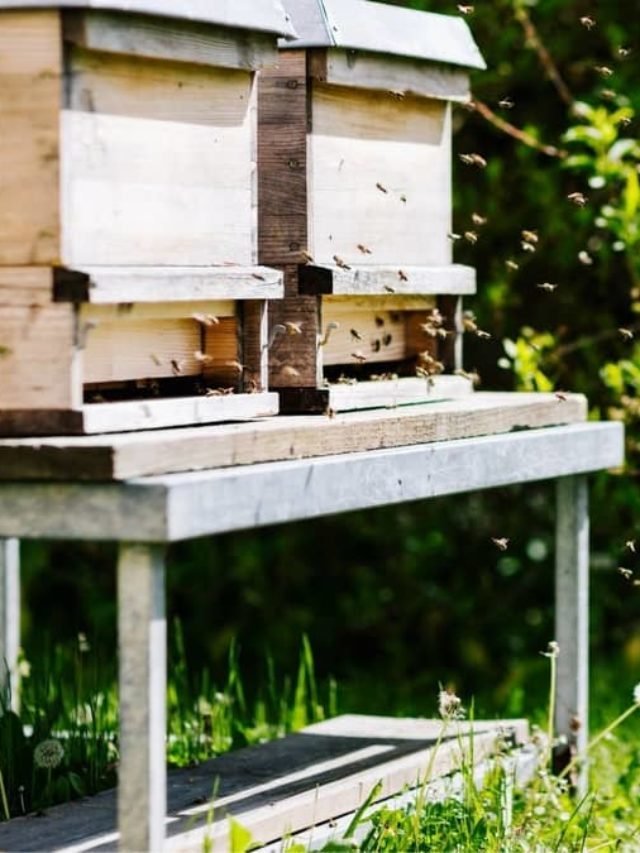 How To Build A Beehive Stand