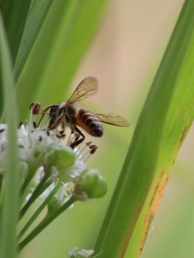 FAQs About Lemongrass & Bees- Answered by An Expert