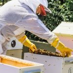 How To Split A Beehive Without A Queen