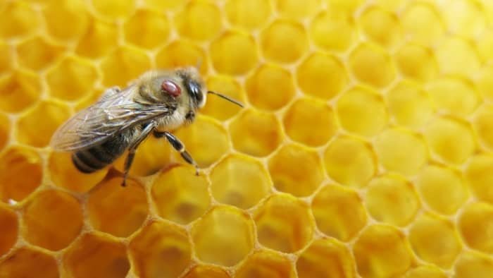 Honeybee with varroa mite sitting on its back