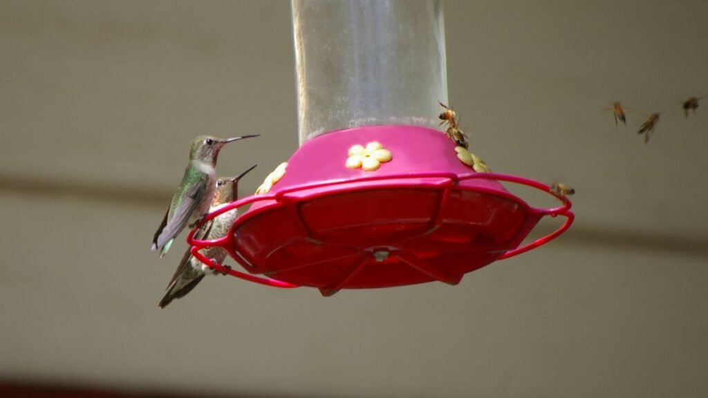 Do Hummingbird Feeders Attract Bees