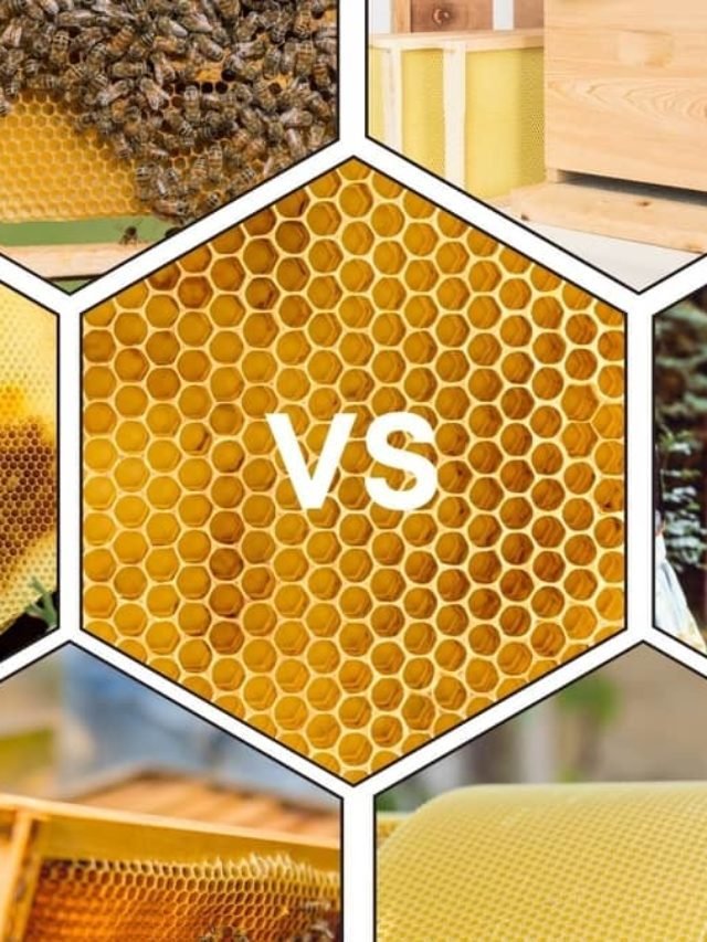 Bee Foundation Plastic vs Wax