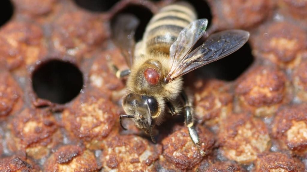 When Should I Treat My Bees For Mites