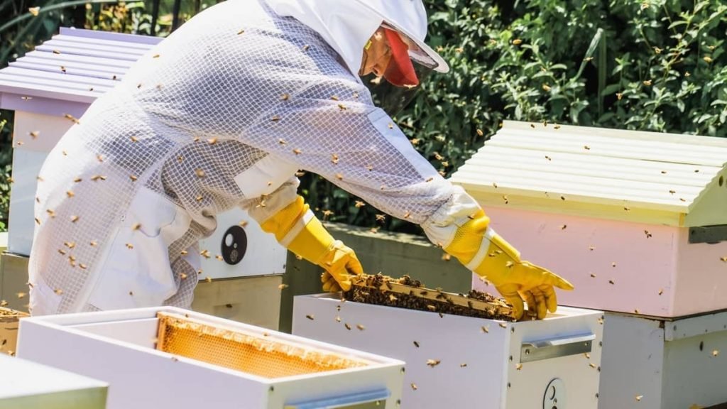 How To Split A Beehive Without A Queen