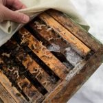 Do Bees Stay In Their Hives In The Winter