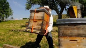 How Many Brood Boxes Should A Hive Have