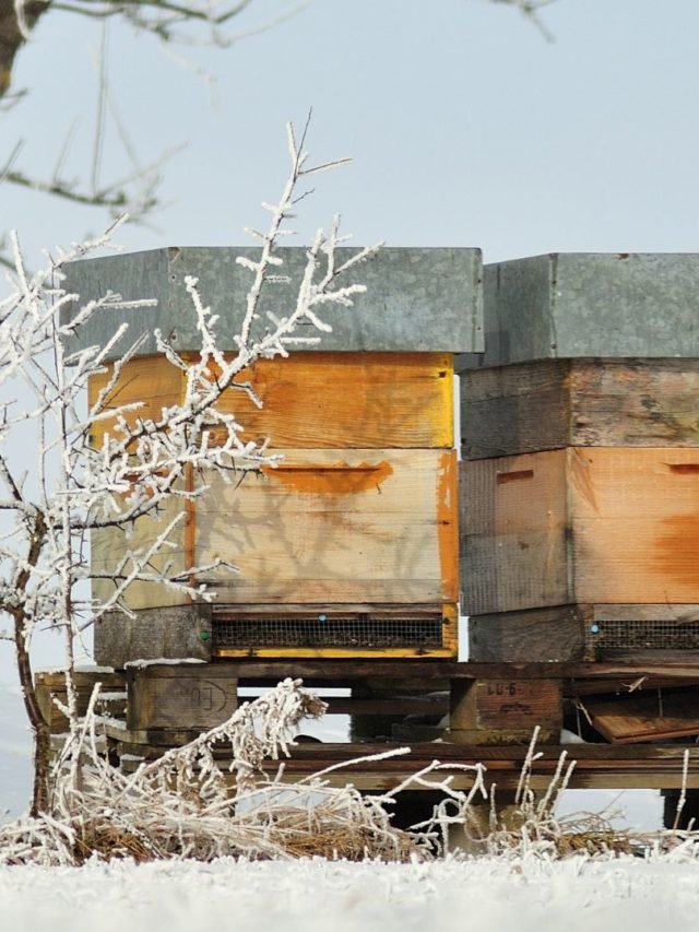 How Much Honey To Leave Bees For Winter