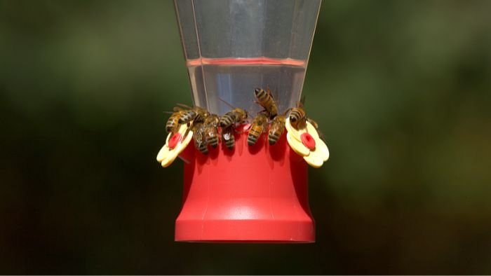  how to keep bees away from hummingbird feeders