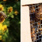 Carniolan Honey Bees vs Italian Honey Bees