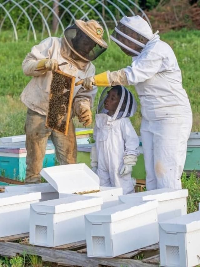 How Much Does It Cost To Start A Bee Farm