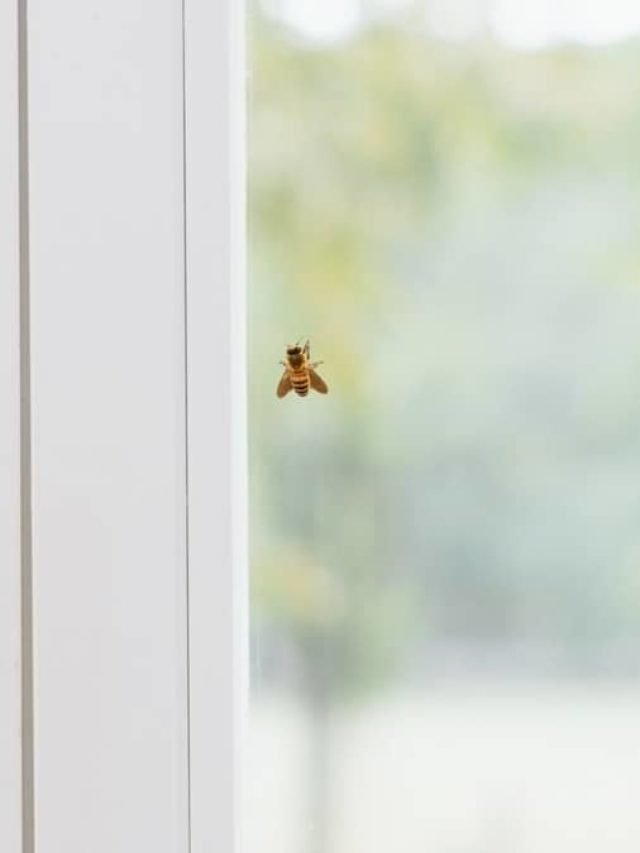 How To Get Bees Out Of Your House