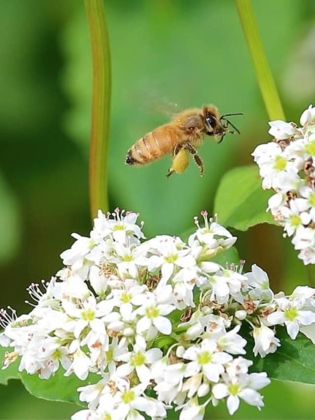 Planting Buckwheat For Honey Bees