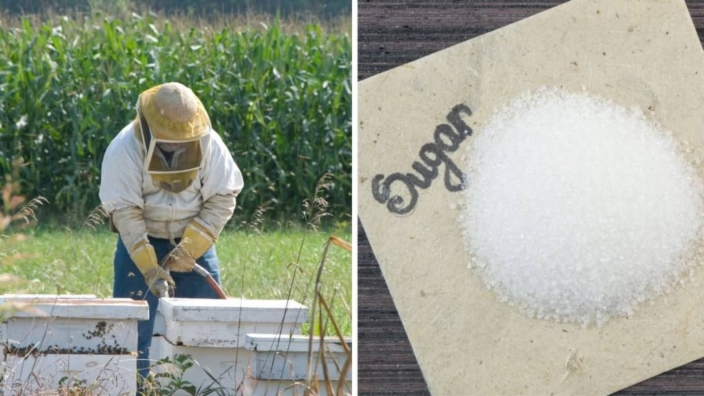 The Mountain Camp Method Of Feeding Bees