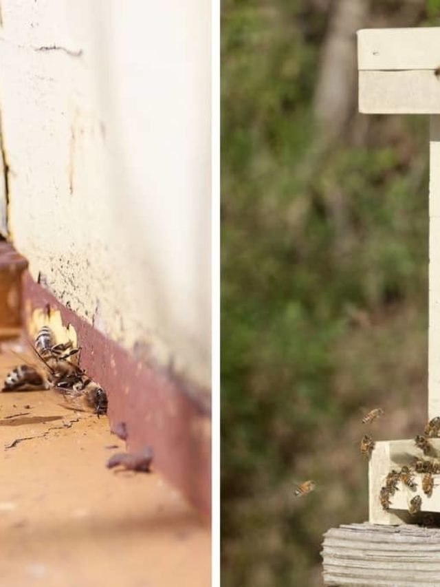 Russian Honey Bees vs Italian Bees