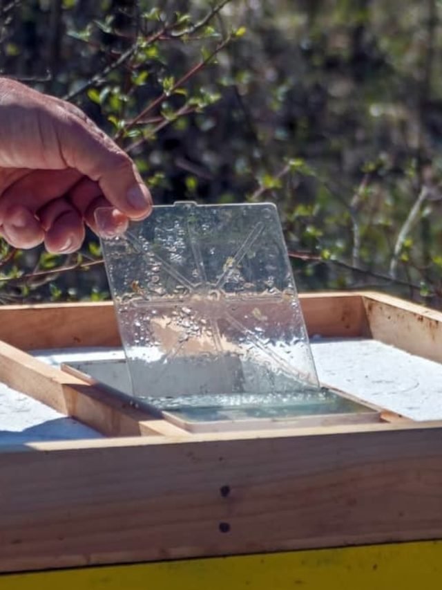 How To Make A Candy Board For Bees