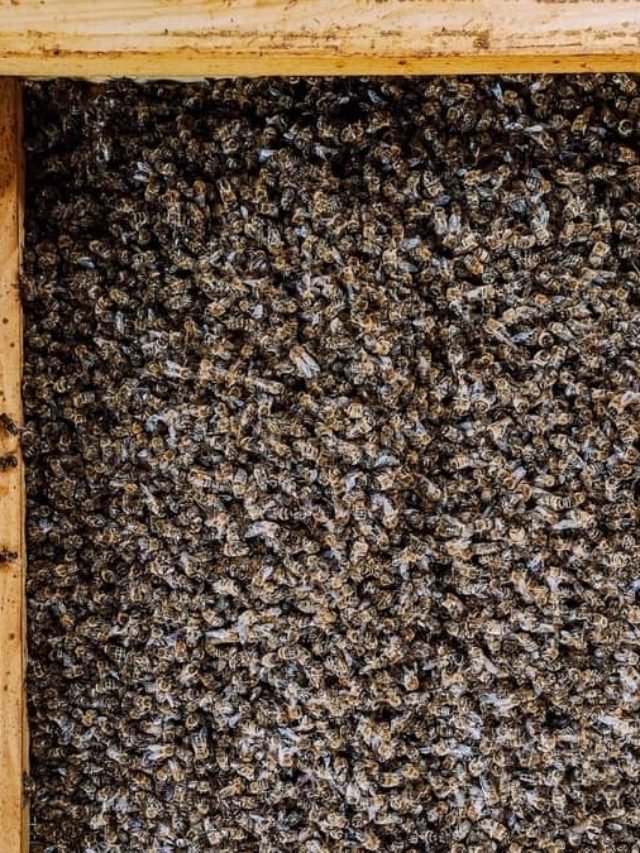 Lots Of Dead Bees On The Bottom Board