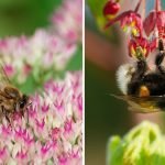 The Difference Between Honey Bees and Bumblebees