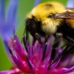 How to Get Rid of Bumblebees Without Killing Them