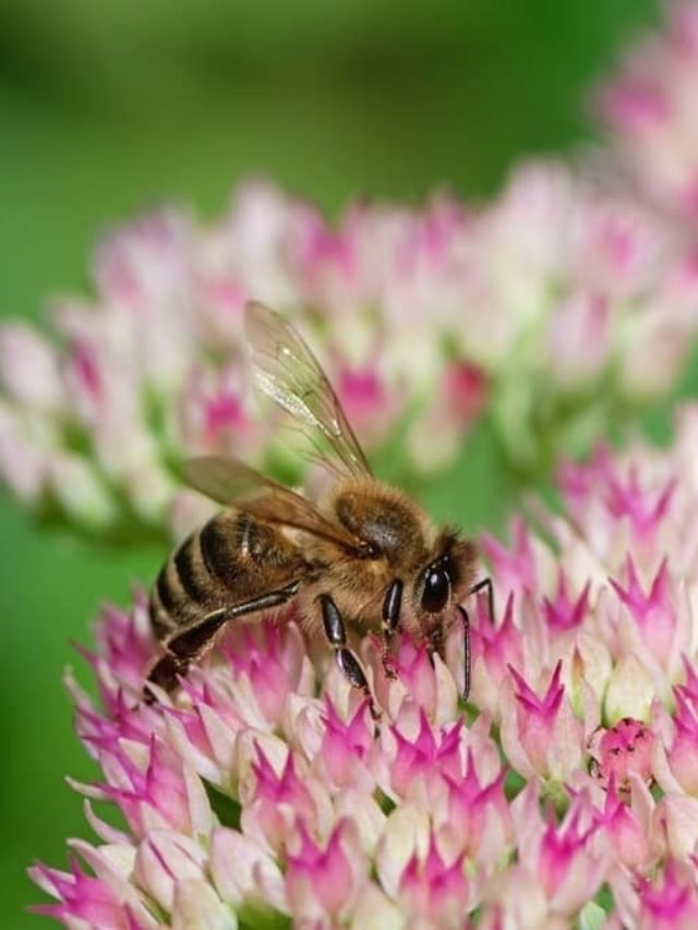 The Difference Between Honey Bees and Bumblebees