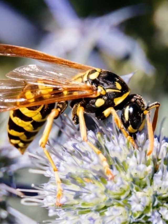 At What Temperature Do Wasps Stop Flying