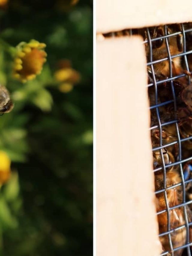 Carniolan Honey Bees vs Italian Honey Bees