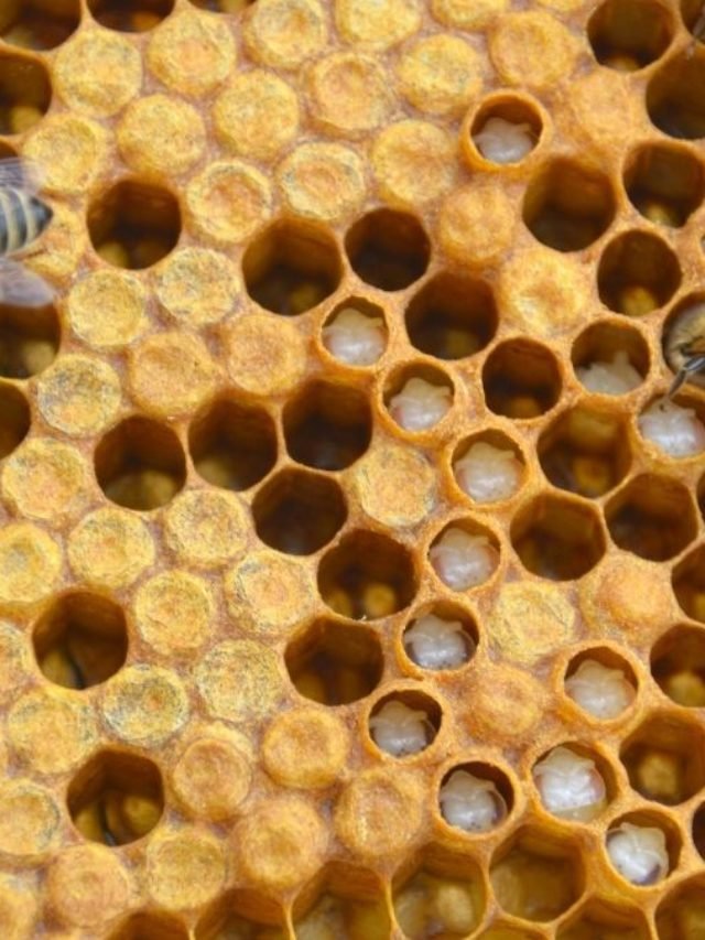 What Is Bee Brood – All Your Questions Answered