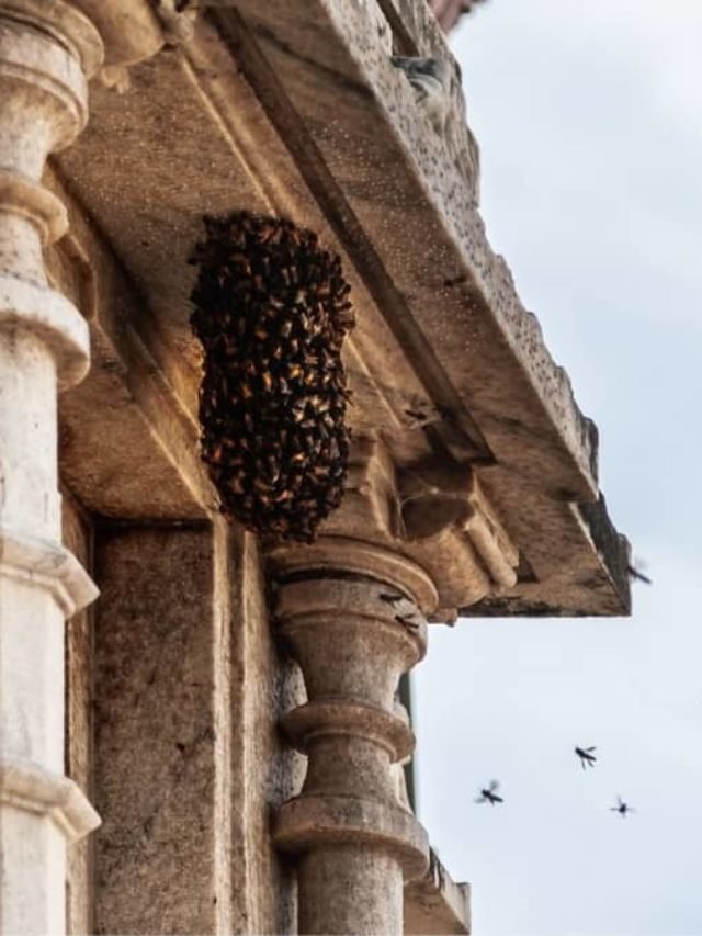 How To Remove A Honey Bee Nest Without Killing Them