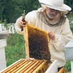 Beehive Starter Kit With Bees And The Most Important Equipment You Need