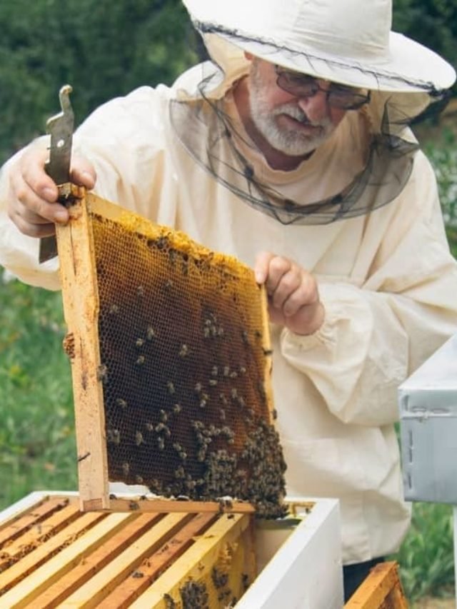 cropped-Beehive-Starter-Kit-With-Bees-And-The-Most-Important-Equipment-You-Need.jpg