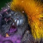 Do Bees Have Compound Eyes