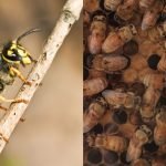 Do Yellow Jackets Kill Honeybees