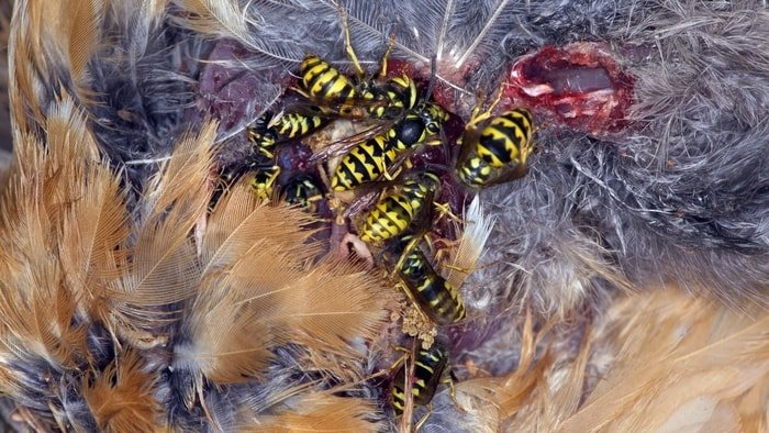 Yellow jackets are predators