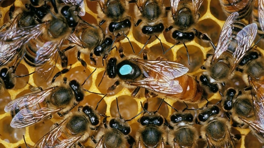 How Long Can A Hive Be Queenless