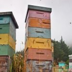 When To Add Supers To Beehives