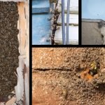 Bees Nesting In House Walls