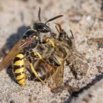 What Eats Bees In The Food Chain