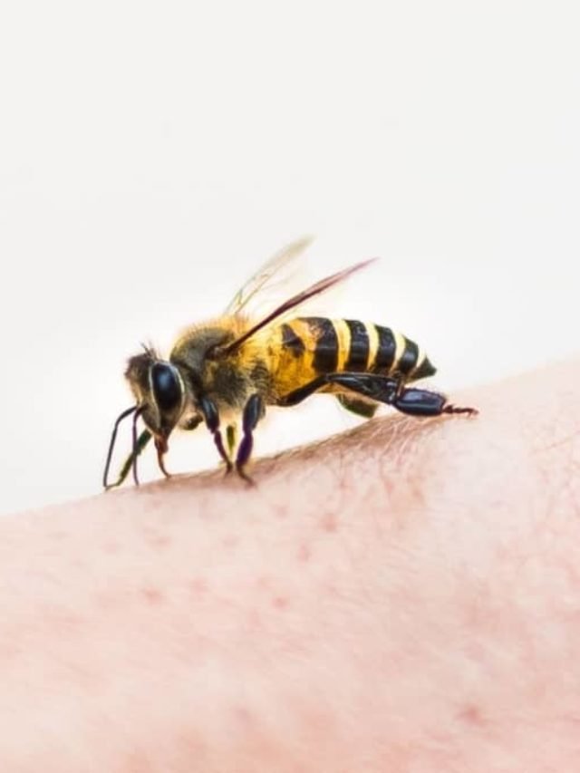 cropped-Can-Bees-Bite-Humans.jpg