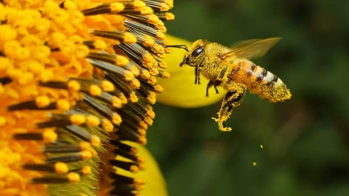 pollen on the legs of the bee