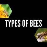 Types Of Bees